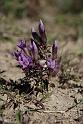 Gentian family